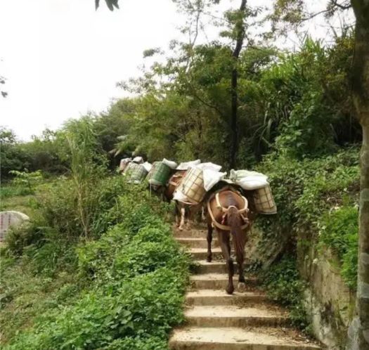 清远山区马帮运输