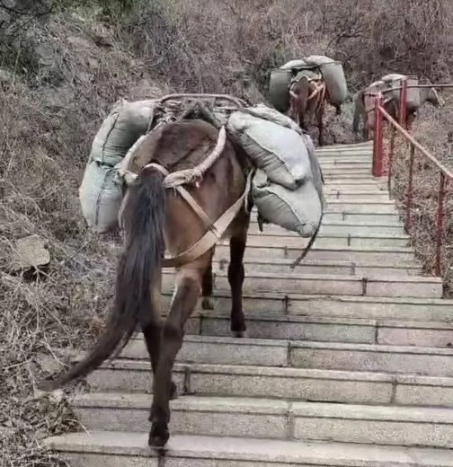 清远骡马运输